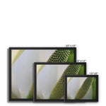 Lysichiton Framed Canvas