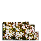 Sea Campion Canvas