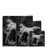 Horns Fine Art Print