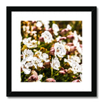 Sea Campion Framed & Mounted Print