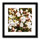 Sea Campion Framed & Mounted Print