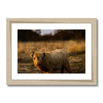 Highland Cow Framed & Mounted Print