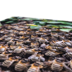 The Hive Canvas