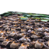 The Hive Canvas