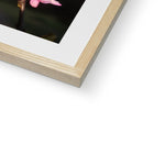 Pink Cercis Framed & Mounted Print
