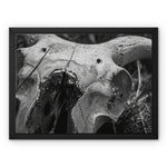 Horns Framed Canvas