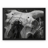 Horns Framed Canvas