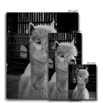 Alpaca Canvas