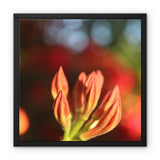 Fiore Italiano Framed Canvas