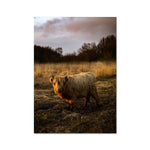 Highland Cow Fine Art Print