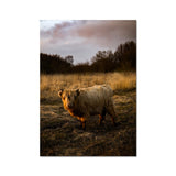 Highland Cow Fine Art Print