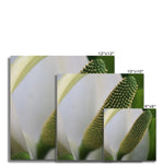 Lysichiton Fine Art Print