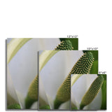 Lysichiton Fine Art Print