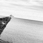Gower Seagull Canvas