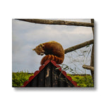Red Panda Canvas