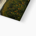 Rhossili Sunflowers Canvas