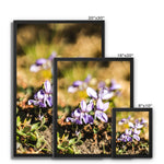 Wild Violets Framed Canvas