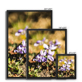 Wild Violets Framed Canvas