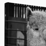 Alpaca Canvas