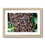 The Hive Framed & Mounted Print