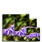 Bluebells Fine Art Print