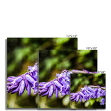 Bluebells Fine Art Print