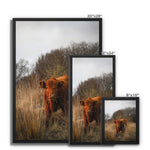 Welsh Cow Framed Canvas