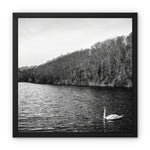 Swan Lake Framed Canvas
