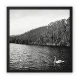 Swan Lake Framed Canvas